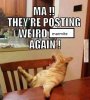 cat-memes-ma-theyre-posting-weird-again_zpsmfks7iep.jpg
