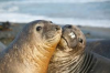 two seals.png