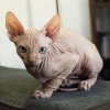 hairless-cat-breeds-sphynx-1567008601.jpg