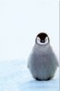Baby-Penguin-In-Snow-iPhone.jpg