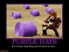 purple hays.jpg