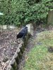 IMG_4485.jpeg