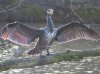 cormorant 1.JPG