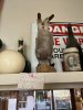 IMG_4021.jpeg