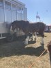 IMG_2583.jpeg