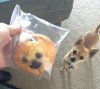 muffin dog.jpg
