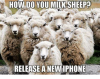 how-do-you-milk-sheep-release-a-new-iphone-4996225.png