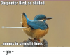 carpenter-bird-soskilled-poops-in-straight-lines-_gin_-8065321.png